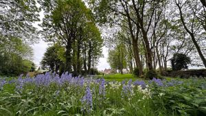 Bluebells- click for photo gallery